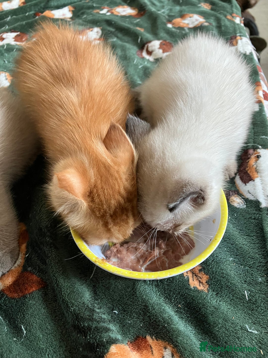 Ragdoll cats for sale: Beautiful Ragdoll cross kittens.  - Image 12