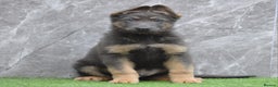 German Shepherd dogs for sale: KC Registered GSD Litter – 1 Male Available - Advert 5