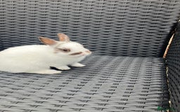 Netherland Dwarf rabbits for sale: Beautiful Netherland dwarfs - Image 3