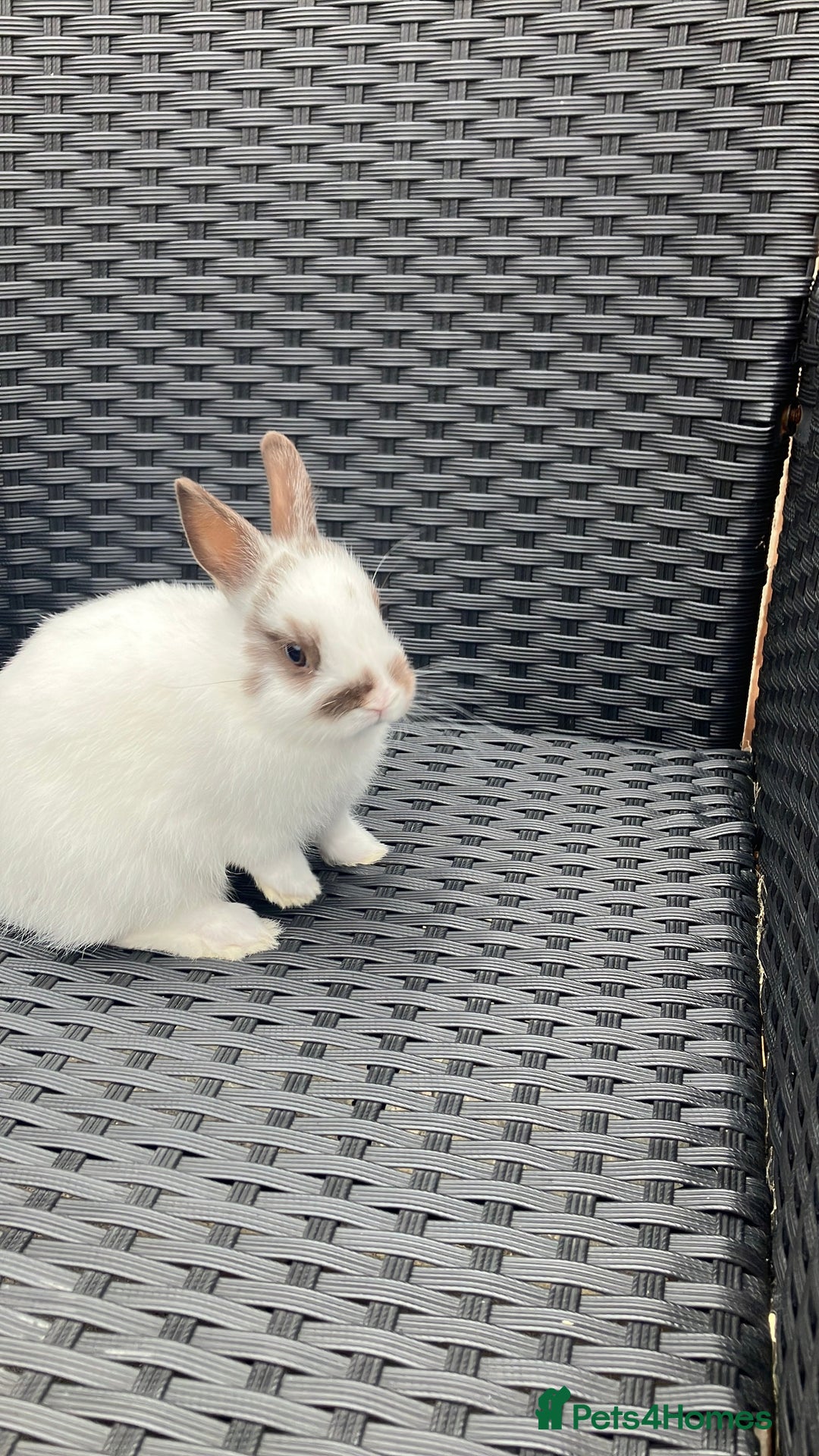 Netherland Dwarf rabbits for sale: Beautiful Netherland dwarfs - Image 3