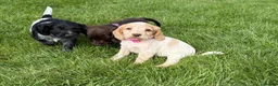 Cocker Spaniel dogs for sale:  show type cocker spaniel puppies🐾 - Advert 18