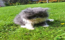 Persian cats for sale: Adorable Pure persian kitten  - Image 9