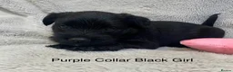 Miniature Schnauzer dogs for sale: Beautiful KC Reg Miniature Schnauzers - Advert 9