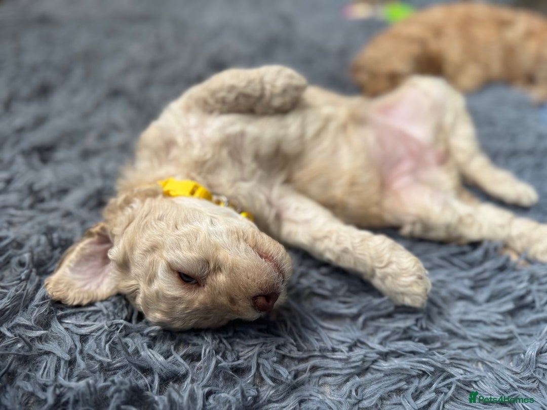 Australian Labradoodle dogs for sale: Genuine Australian Labradoodle (not poodle-lab mix in Wallington - Image 33