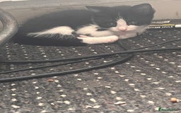 Mixed Breed cats for sale: 2 kittens  - Image 10