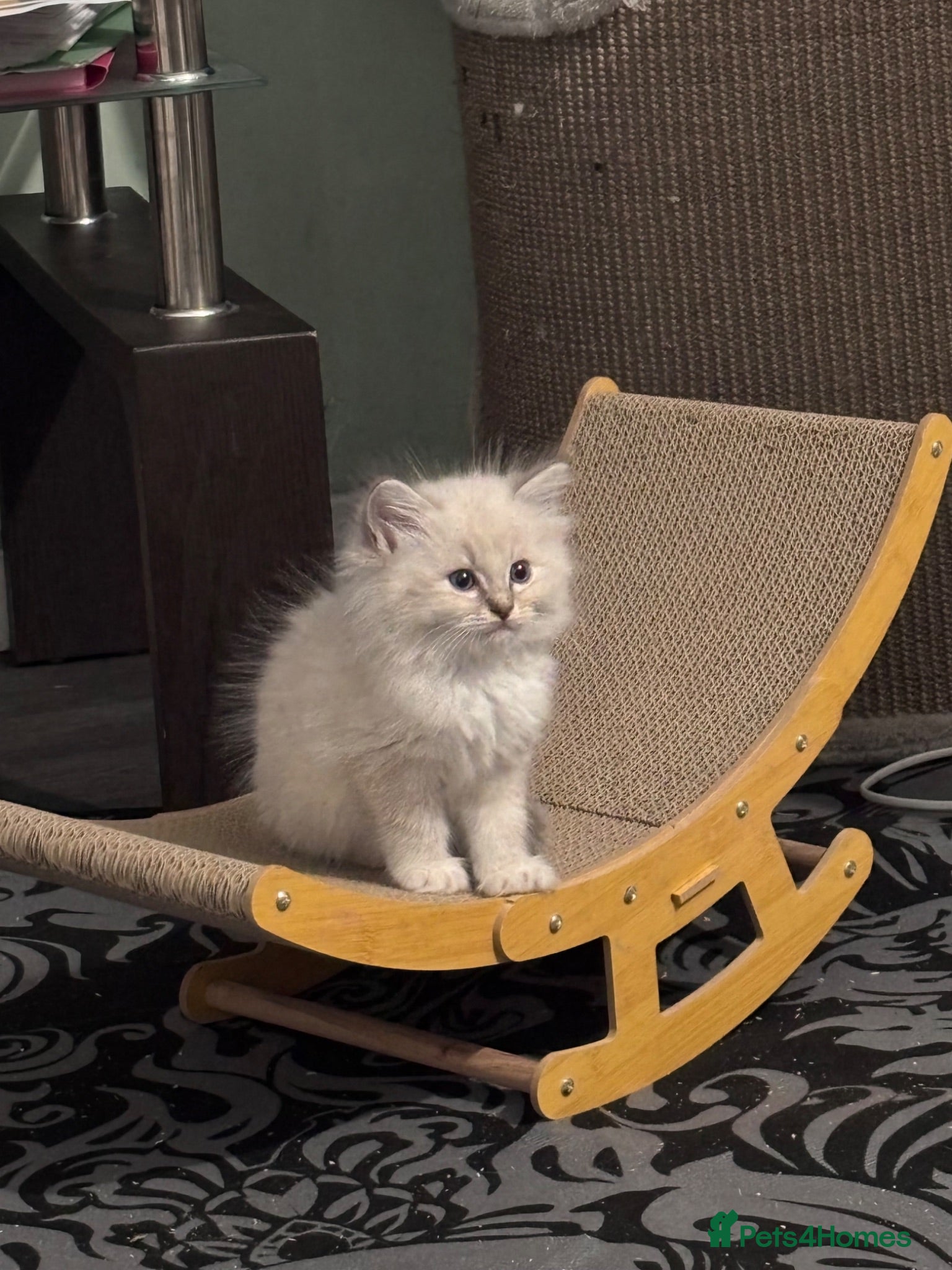 Ragdoll cats GCCF registered kittens - Advert 1