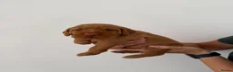 Hungarian Vizsla dogs for sale: Wirehaired Hungarian Vizsla - Advert 13