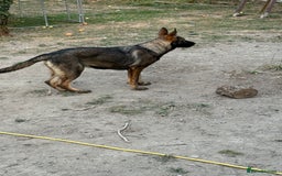 German Shepherd dogs for sale: German shepherd puppie looking for a new home  in Cambridge - Image 18