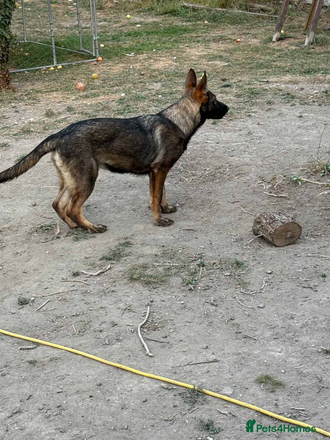 German Shepherd dogs for sale: German shepherd puppie looking for a new home  in Cambridge - Image 18