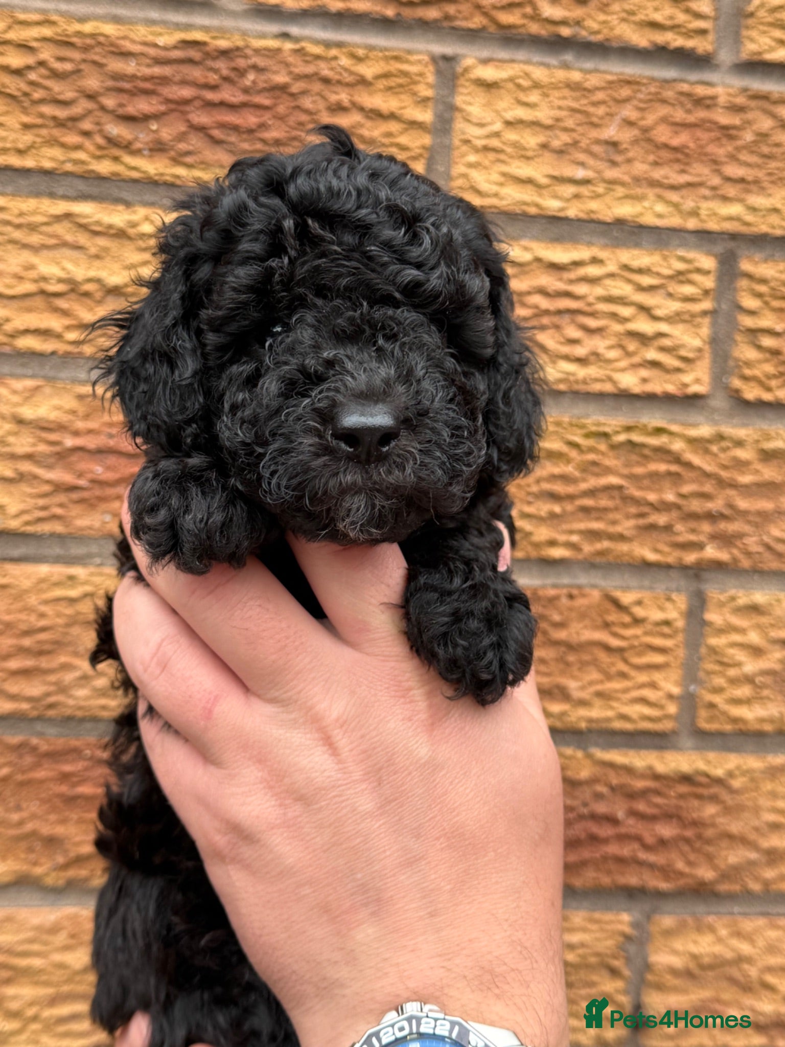 Cockapoo dogs Toy Cockapoo Puppies | DNA & Health Tested Parents - Advert 1
