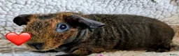 Guinea Pig rodents for sale: Skinny pigs for loving homes  - Advert 4