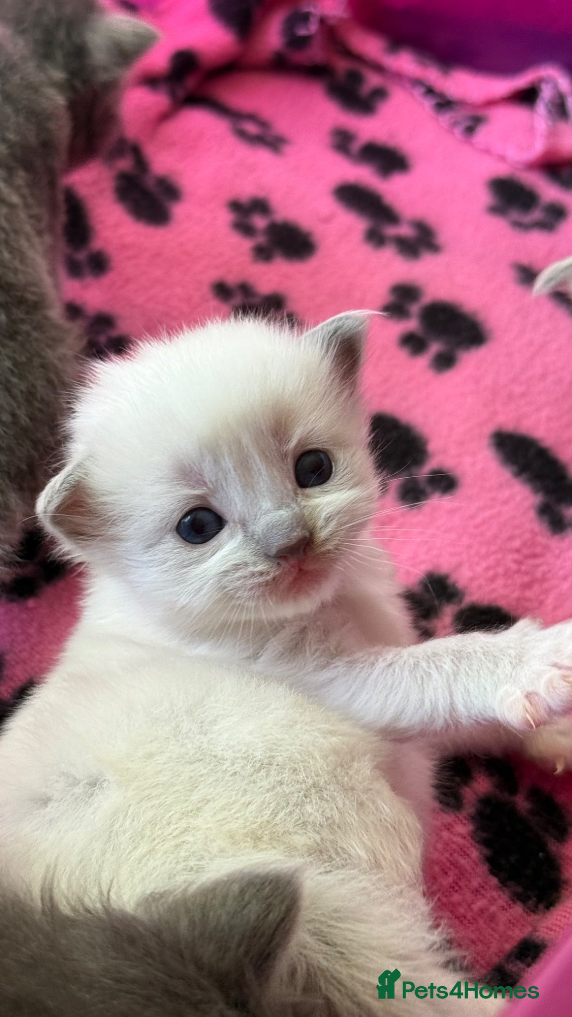 Ragdoll cats Stunning Ragdoll kittens Blue Colourpoint  - Advert 1