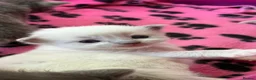 Ragdoll cats for sale: Stunning Ragdoll kittens Blue Colourpoint  - Advert 1