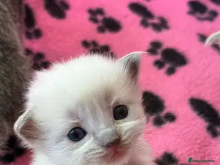 Ragdoll cats Stunning Ragdoll kittens Blue Colourpoint - Advert 1
