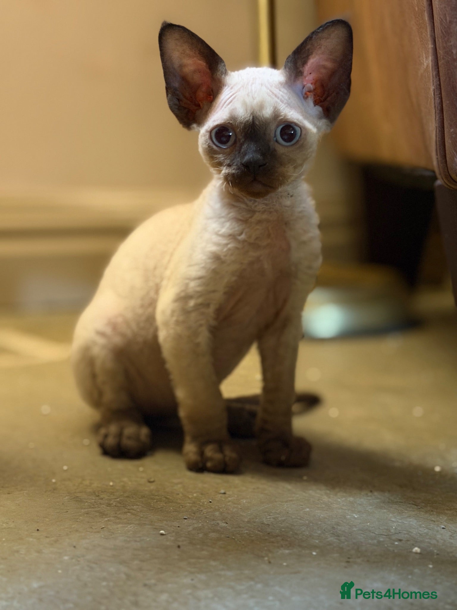 Devon Rex cats Two mischievous Devon Rex boys  - Advert 2