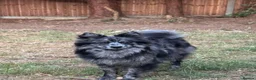 Pomeranian dogs for stud: NEXT GEN BLUE MERLE POM PUPS INCOMING - Advert 3