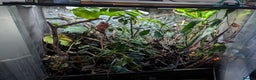 Chameleon reptiles for sale: Panther Chameleon and full set up - Advert 3