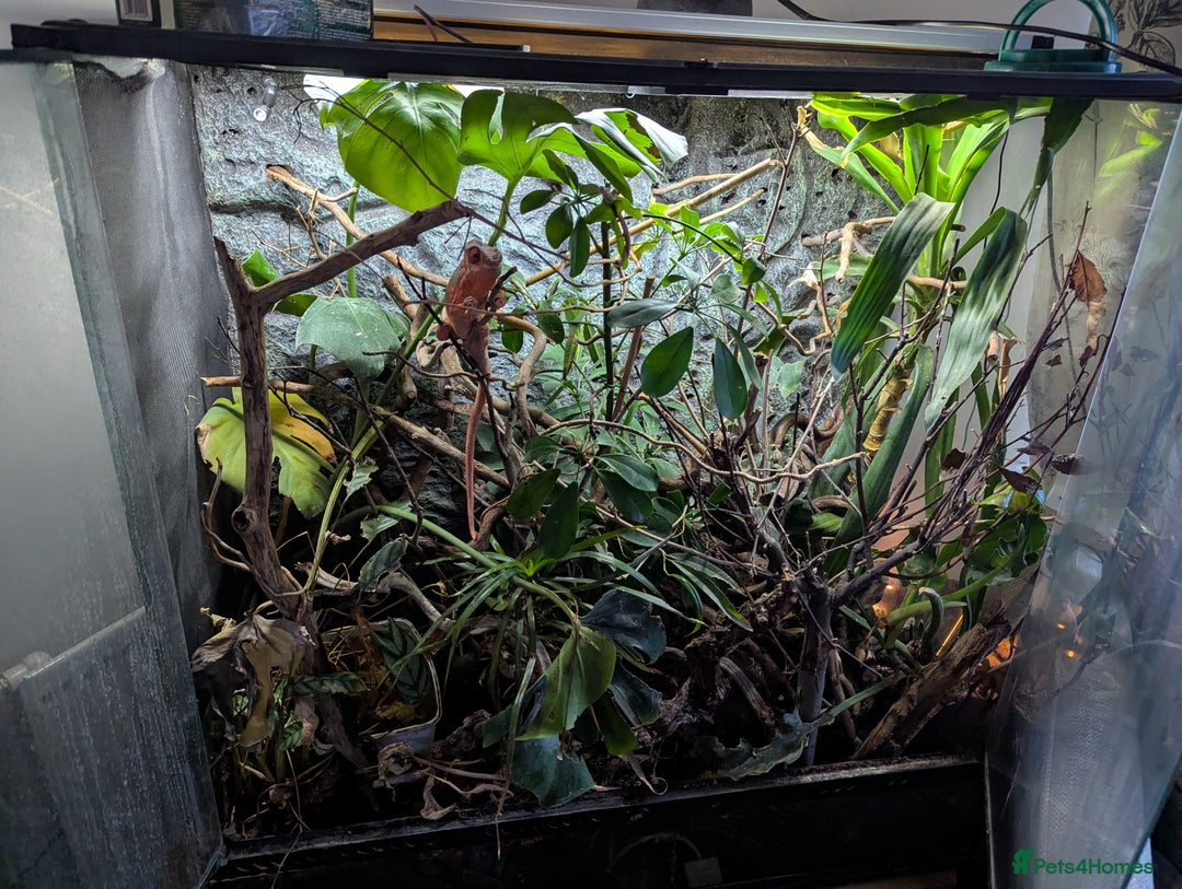 Chameleon reptiles for sale: Panther Chameleon and full set up - Advert 3