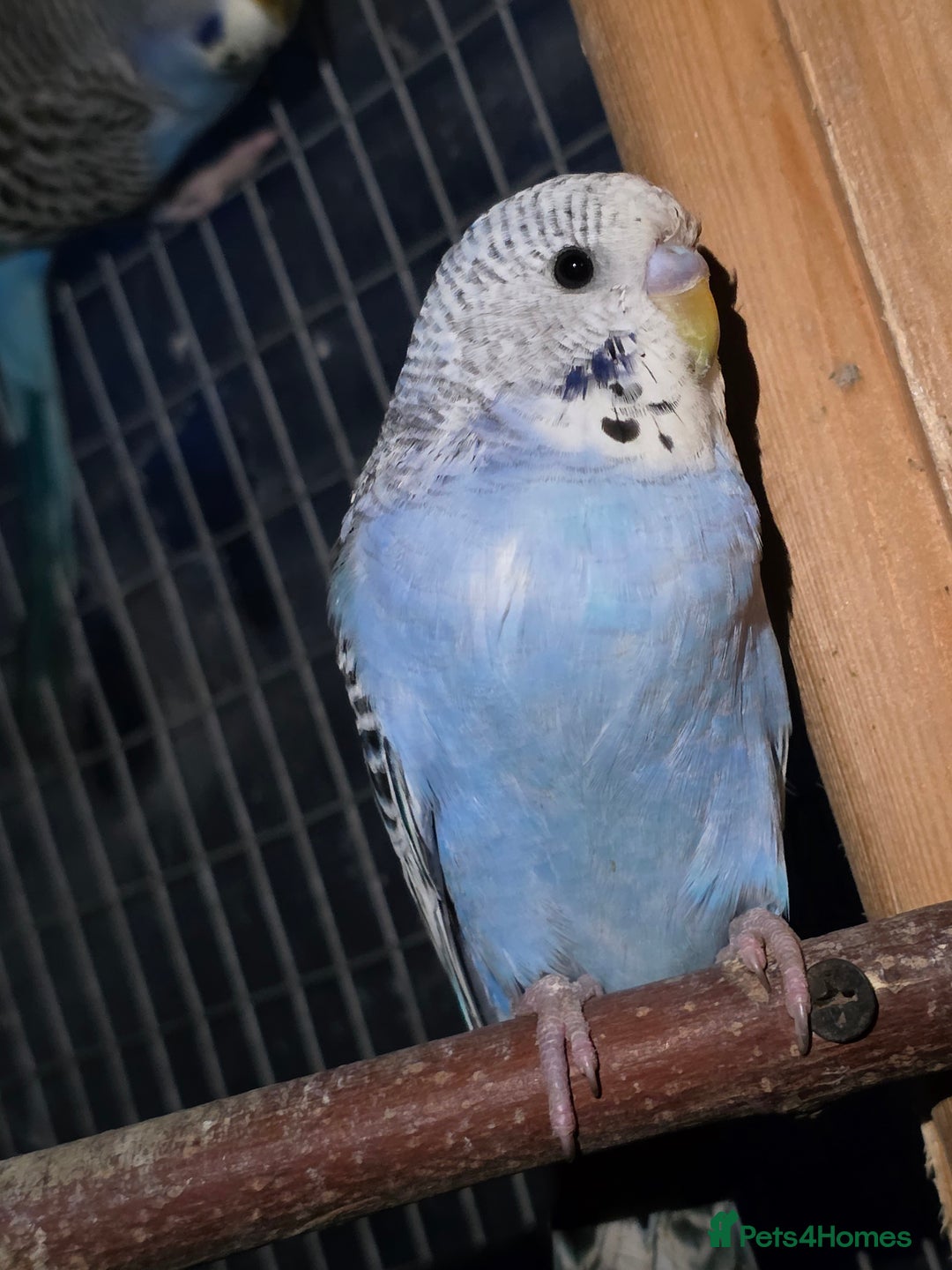 Budgerigars birds for sale: Silly hand tamed baby budgies for sale  - Advert 12