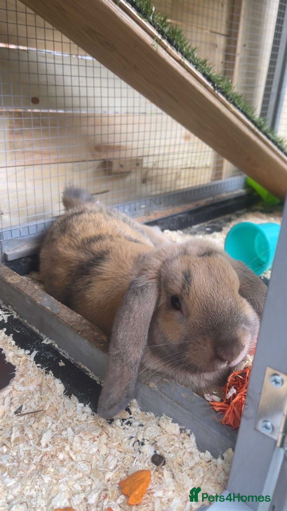 Mixed Breed rabbits Beautiful male lop - Advert 10