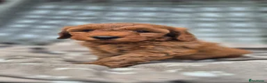 Golden Retriever 2