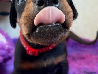 Dobermann dogs - Advert 4