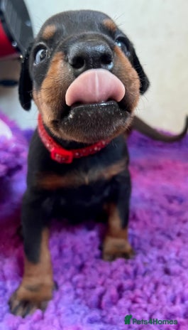 Dobermann dogs - Advert 1