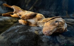 Miniature Dachshund dogs for stud: Proven, KC, PRA clear, tested, Miniature Dachshund in Hinckley - Image 5