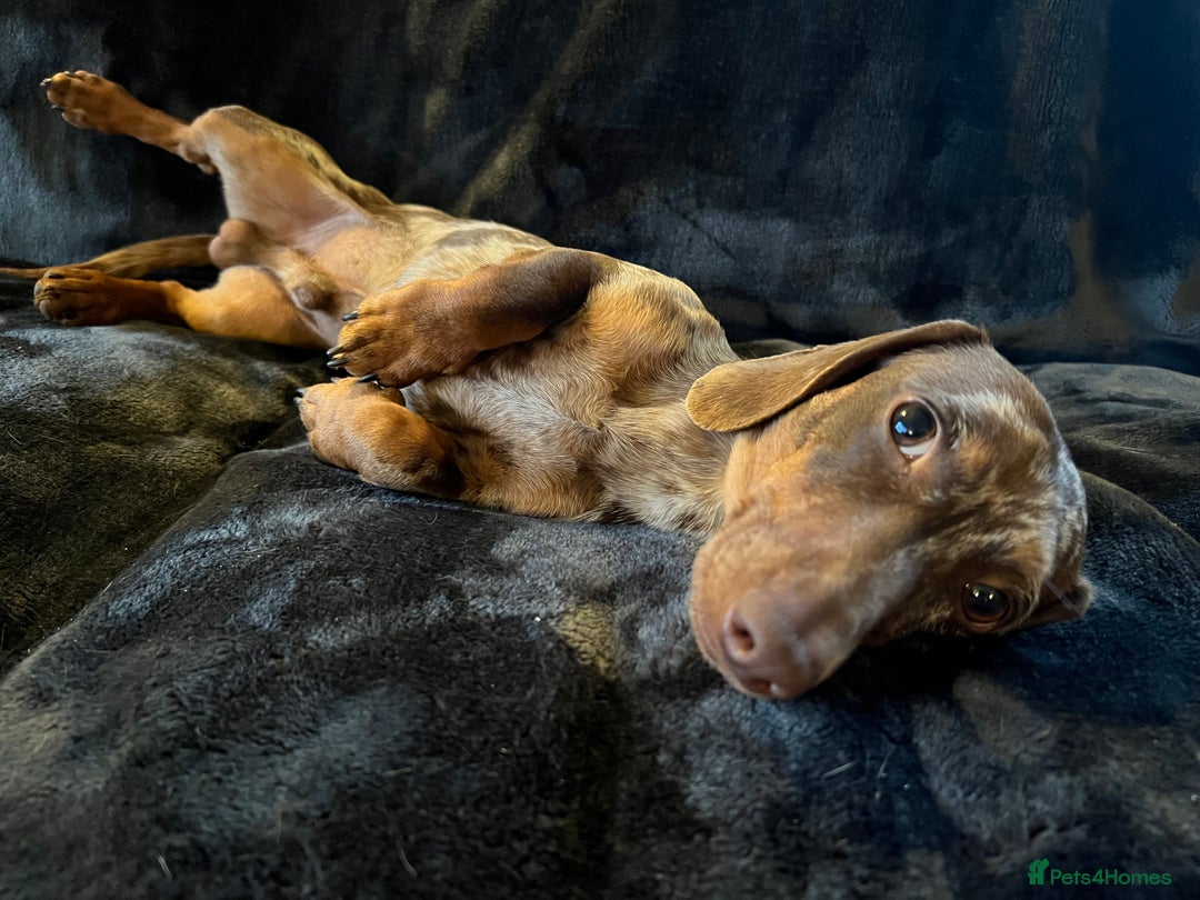 Miniature Dachshund dogs for stud: Proven, KC, PRA clear, tested, Miniature Dachshund in Hinckley - Image 5