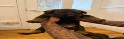Mixed Breed dogs for sale: Loving Puppies Ready to Leave Soon in Stoke-on-Trent - Advert 2