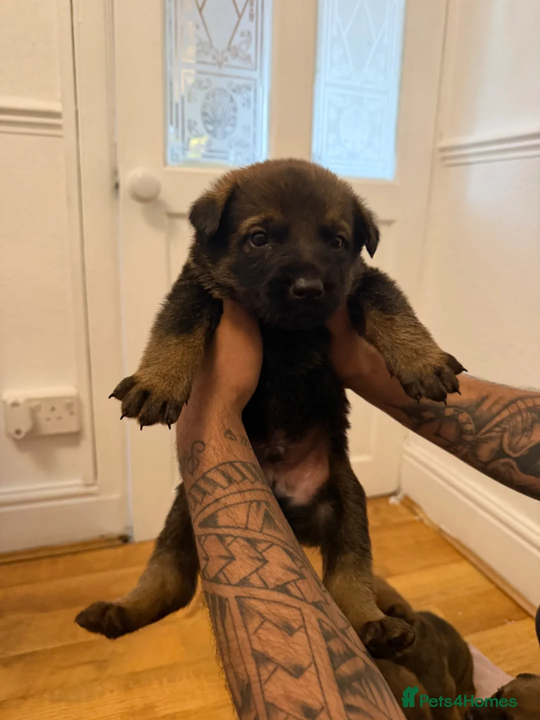 Mixed Breed dogs for sale: Loving Puppies Ready to Leave Soon in Stoke-on-Trent - Advert 2