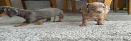Miniature Dachshund dogs for sale: Miniature Dutch hound puppies - Advert 17