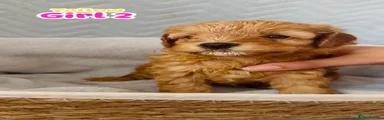 Cockapoo 5