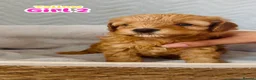 Cockapoo dogs for sale: cockapoo - Advert 3