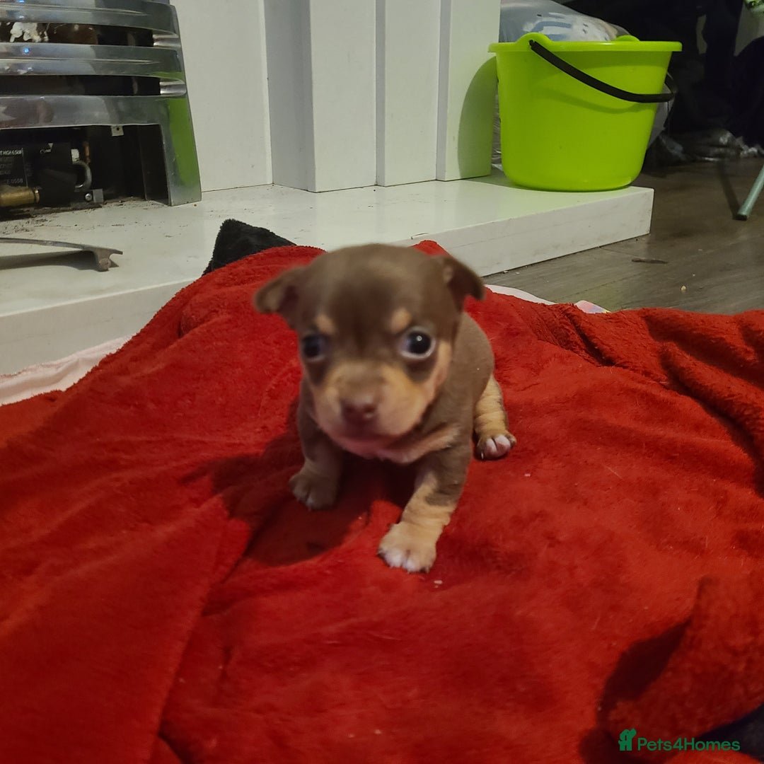 Chihuahua dogs for sale: Smooth coat chihuahuas - Image 13