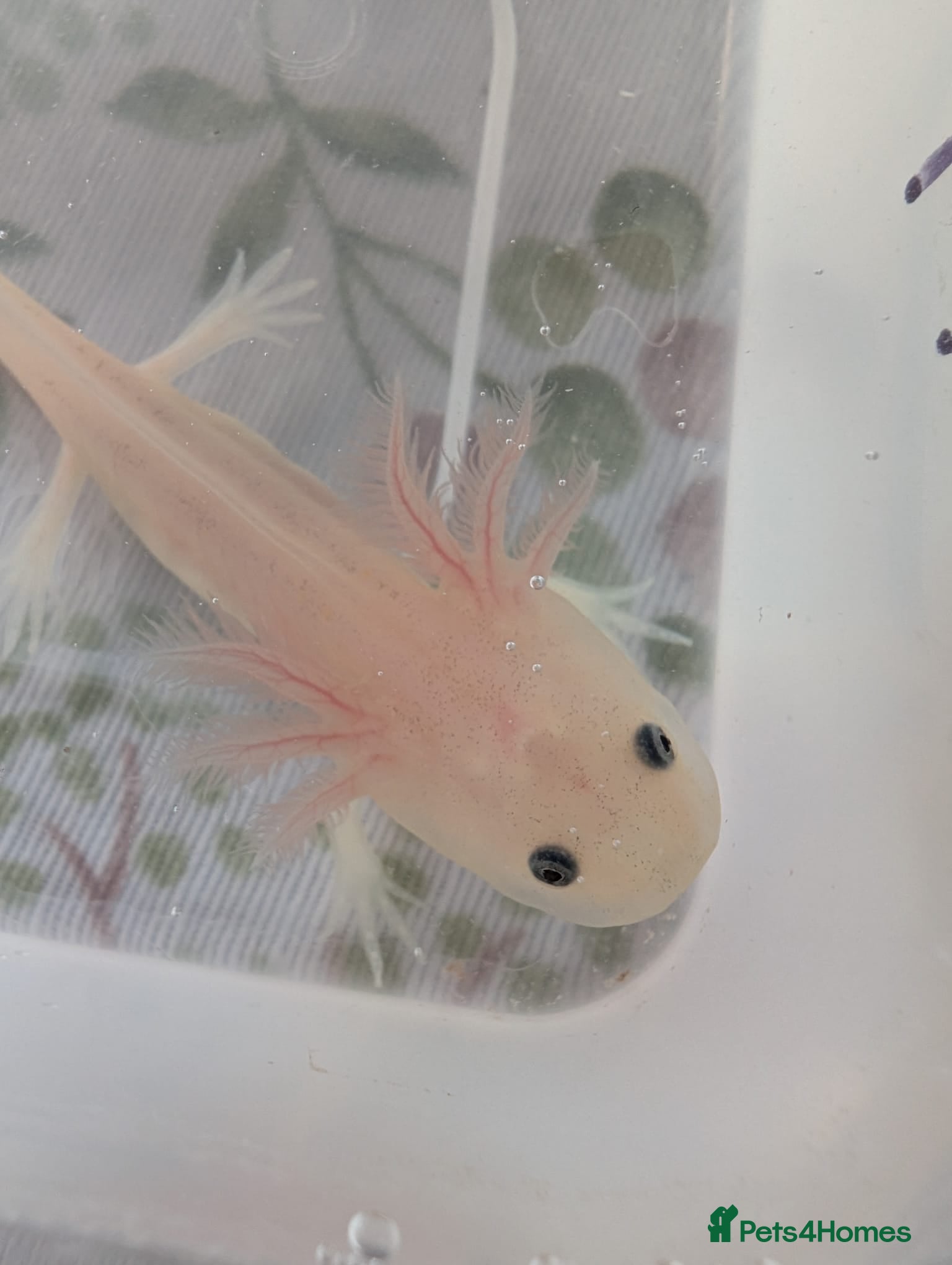 Axolotl reptiles Leucistic Axolotls - Available Now - Advert 2