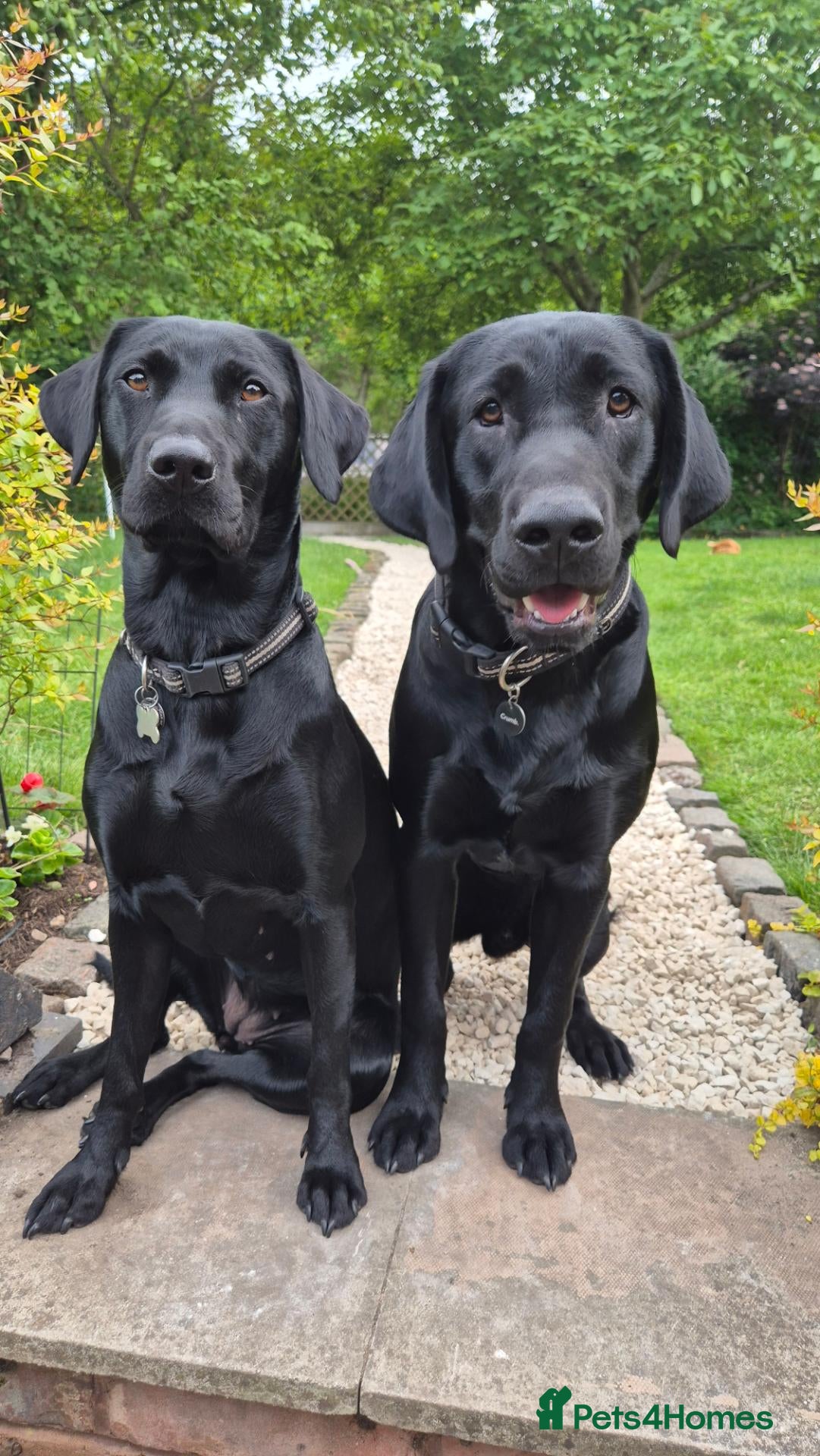 Labrador Retriever dogs Stunning Working Line Labrador Pups - Advert 1