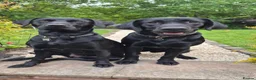 Labrador Retriever dogs for sale: Stunning Working Line Labrador Pups in Rugeley - Advert 1
