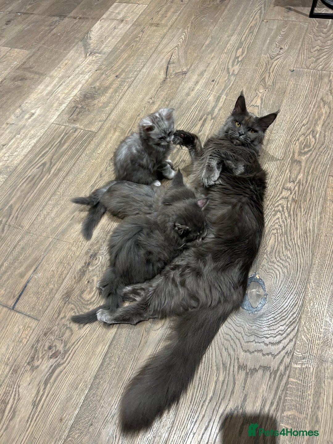 Maine Coon cats for sale: Pedigree Massive TICA Registered Maine Coon Large - Advert 2