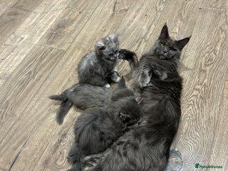 Maine Coon cats Pedigree TICA Registered Maine Coon Large - Advert 4