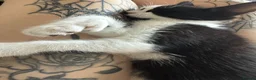 Mixed Breed cats for sale: male kitten needing rehome pls read description - Advert 4