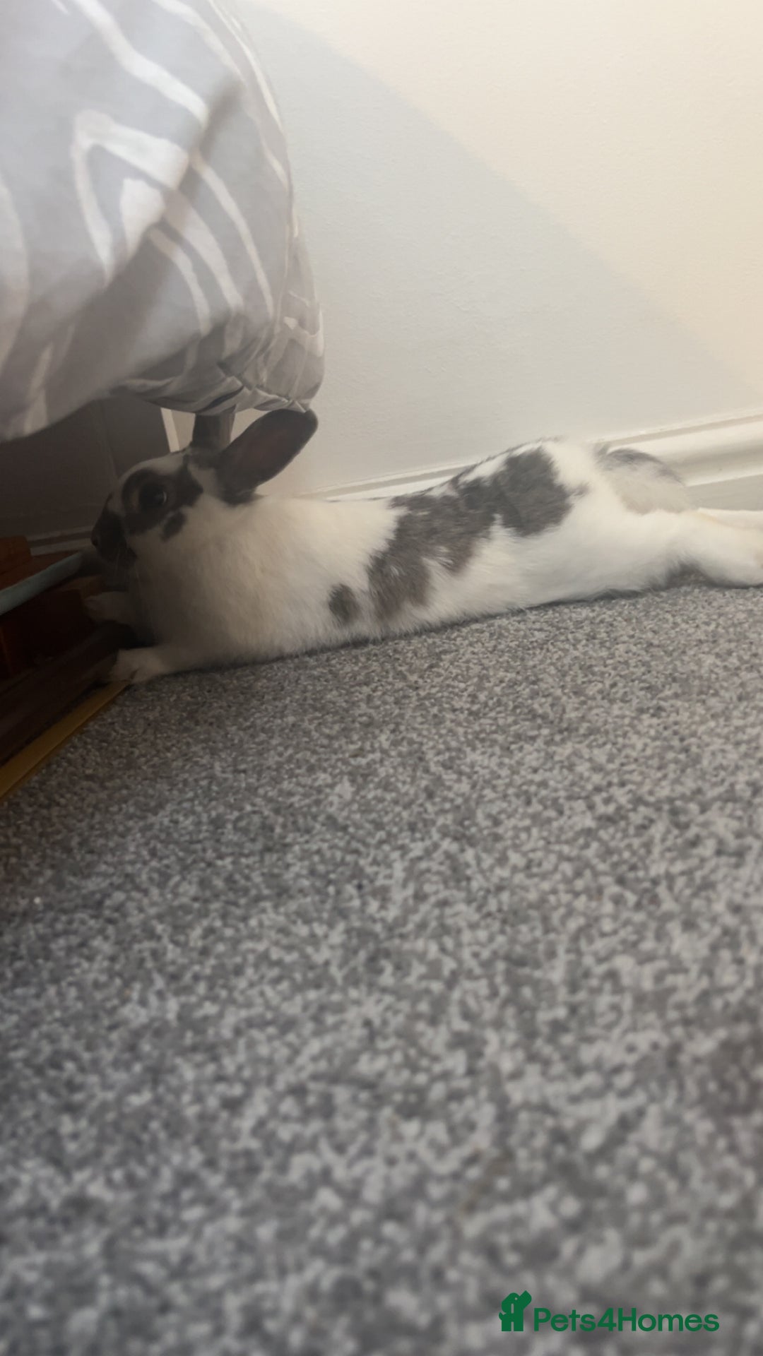 Dutch rabbits for sale: Male Rabbit For Sale - Image 3