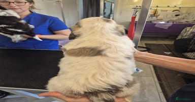 Cockapoo dogs Cockapoo Puppies  - Advert 8