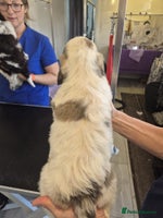 Cockapoo dogs Cockapoo Puppies - Advert 1