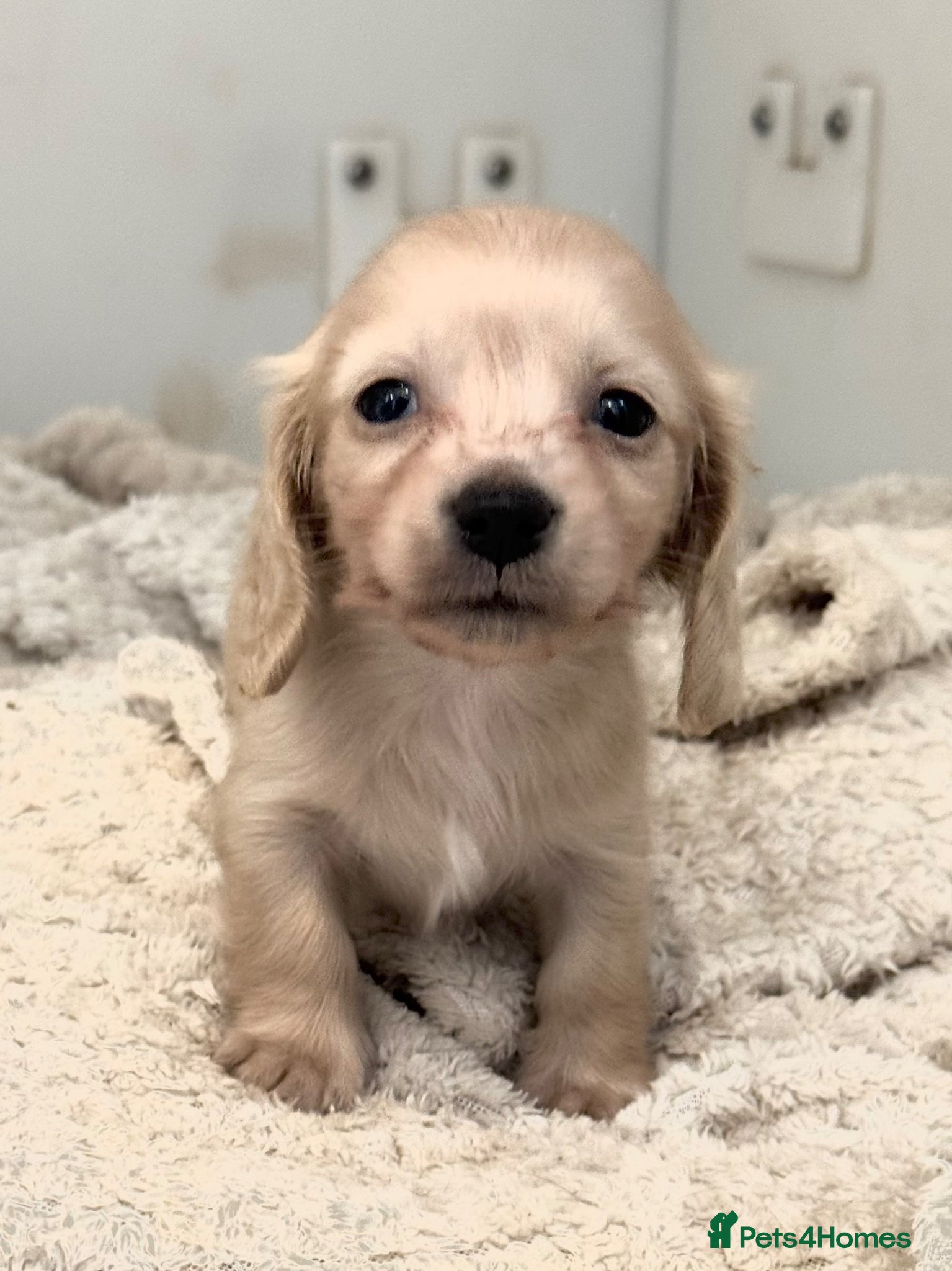 Miniature Dachshund dogs Cream & Shaded Cream KC Mini Dachshunds  - Advert 1