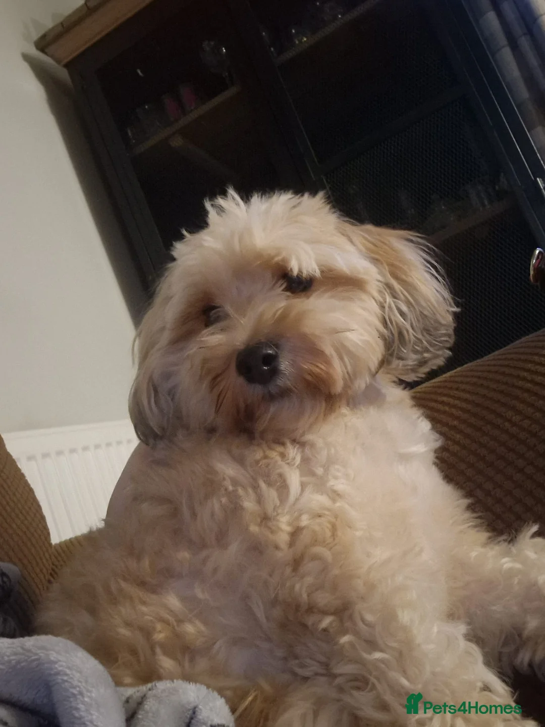 Mixed Breed dogs for adoption: BONDED:💙ALFIE 10yo Shih Tzu❤️MUFFIN 6yo Cockapoo - Advert 10