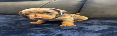 Dachshund 3