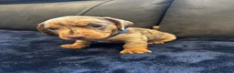 Dachshund dogs for sale: Stunning Standard Datchhound puppies    in Carmarthen - Advert 7