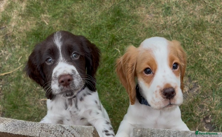 Cocker Spaniel dogs - Advert 3