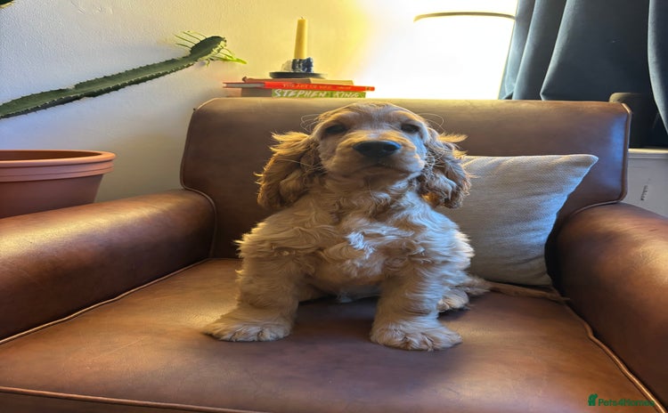 Cocker Spaniel dogs in Newmarket - Advert 3
